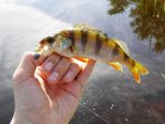 Мягкая приманка Lucky John BABY ROCKFISH 1.2in (35 мм), цвет S14, 20 шт. — изображение 5